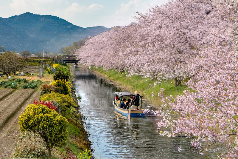 Fully bloom cherry blossoms by the Omihachiman moat