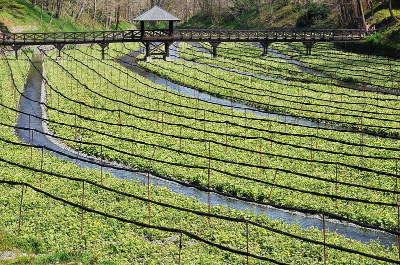 Daio Wasabi Farm, Azumino City