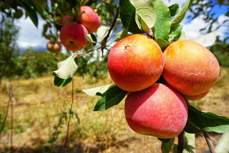 Fuji apple tree