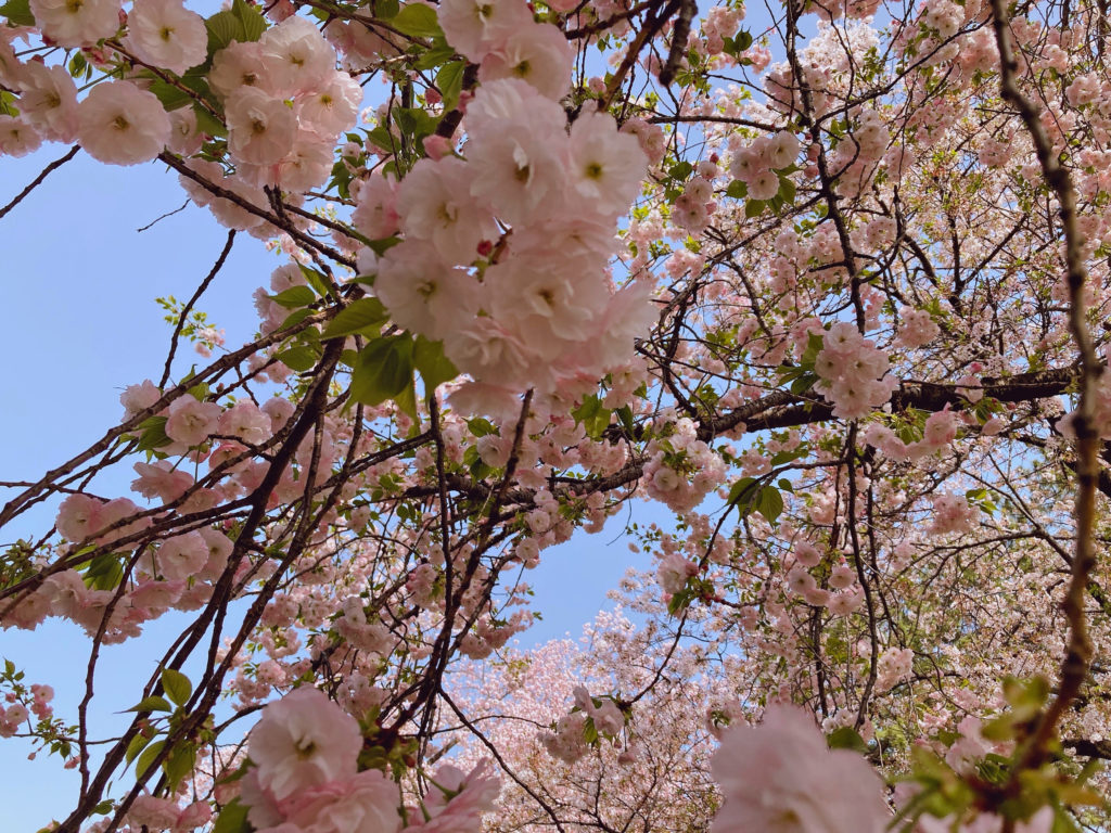 cherry blossoms up close