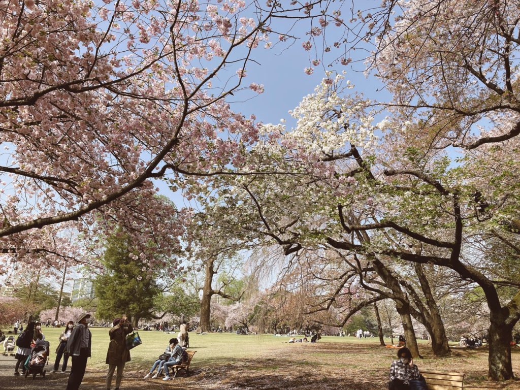 cherry blossom viewing at Shinjuku Gyoen