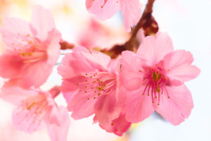 Sakura up close