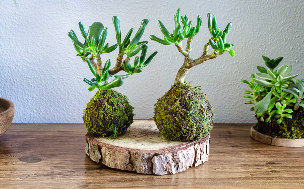 Kokedama display