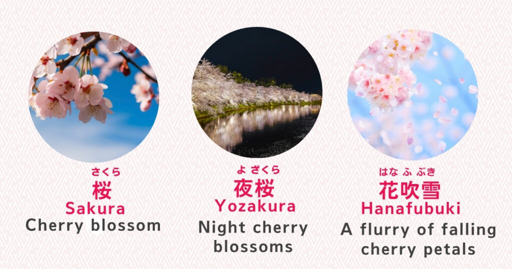 Hanami words sakura, yozakura, and hanafubuki